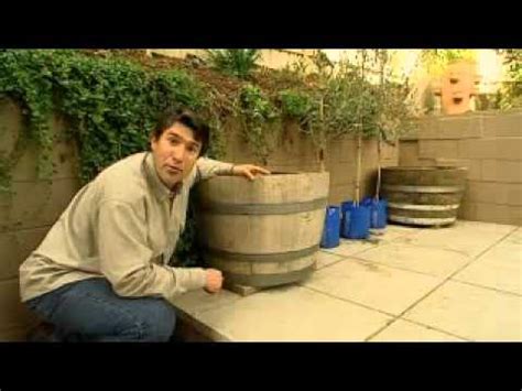 Be sure to select large enough planters, at least 14 in diameter, to accommodate the shrubs' roots and don't forget to water them regularly. The Garden Gurus - Planting Up Wine Barrels - YouTube