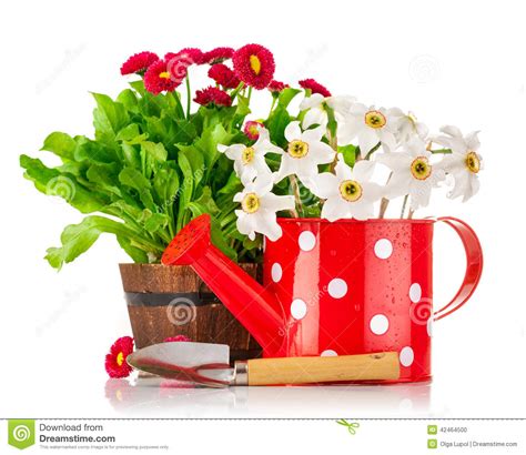 Spring Flowers In Pot And Watering Can Stock Photo Image