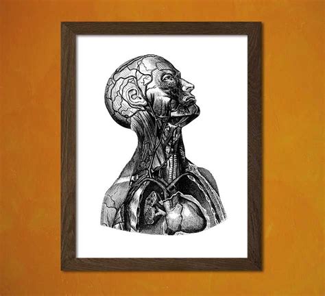 Anatomical Print Human Anatomy Medical Anatomy Muscle Anatomical