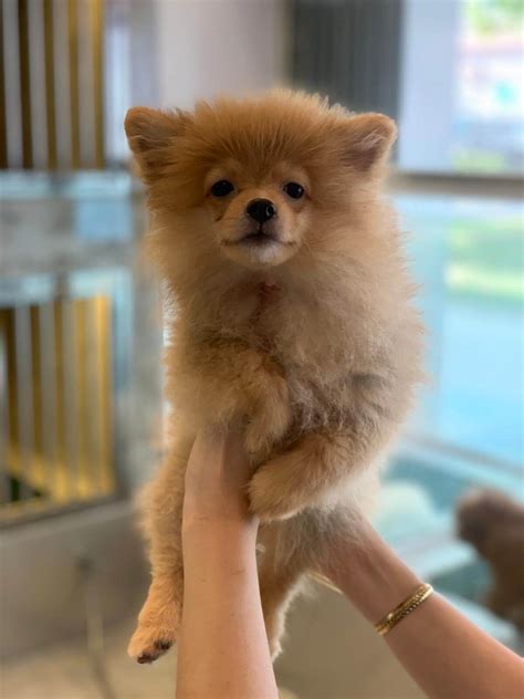 This is when their price will be the highest. how much do pomeranian puppies cost - Puppy And Pets