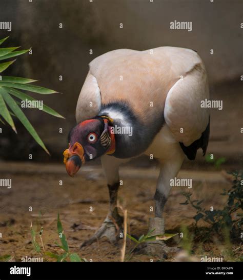 King Vulture Sarcoramphus Papa Prevalent In South America Captive