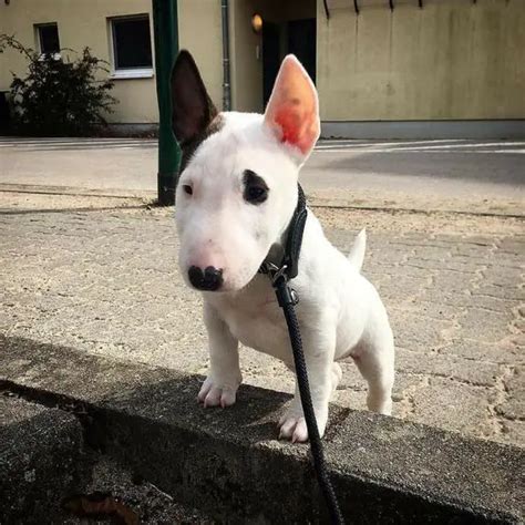 35 Adorable Pictures Of Bull Terriers You Need To Stop And Look At