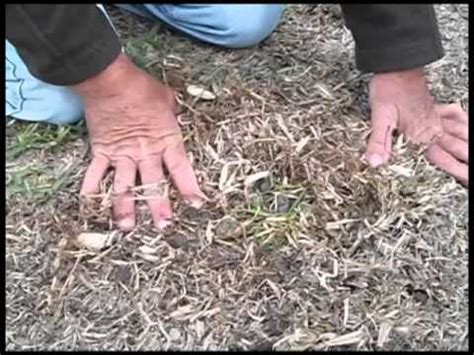 In some cases, new sod can begin turning yellow and may even die if the problem isn't fixed. How To Repair Dead Patches In Your Lawn - YouTube