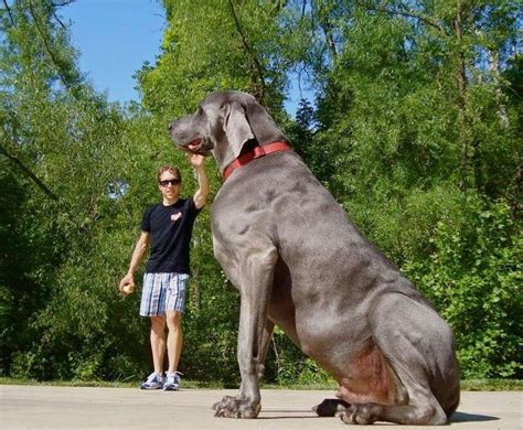 5 Biggest Dogs You Have Ever Seen ~ The Pets Smarty Big Dog Breeds