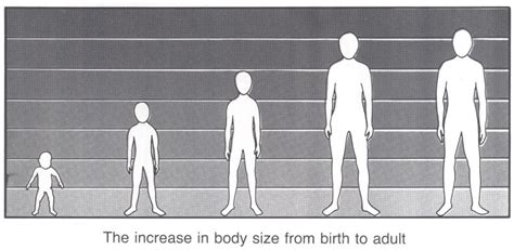 Height growth. Causes, symptoms, treatment Height growth
