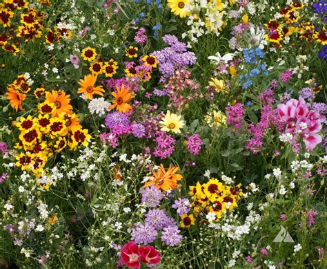 Oliger Seed Company Wildflower Mixes And Planting Guide