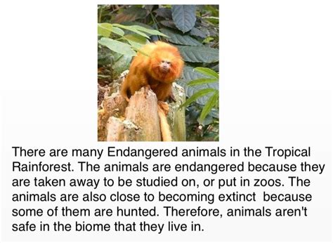 Endangered Animals Of The Tropical Rainforest Screen 3 On Flowvella