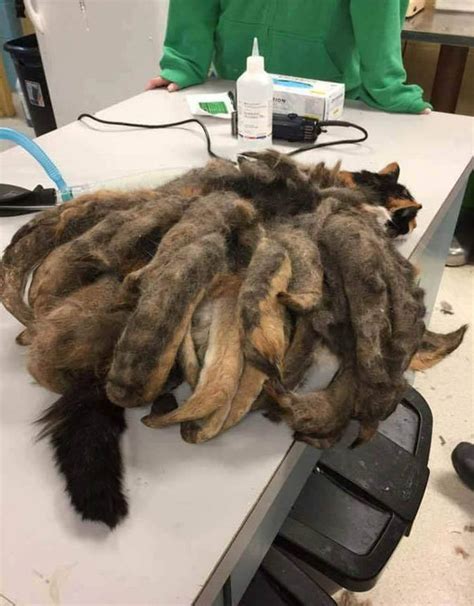 Cat grew dreadlocks after YEARS of neglect by owner with ...