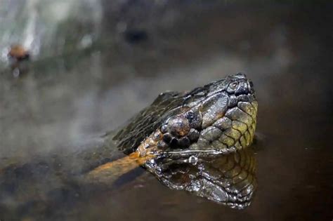 Amazon Forest Animals Anaconda Kunci Sukses
