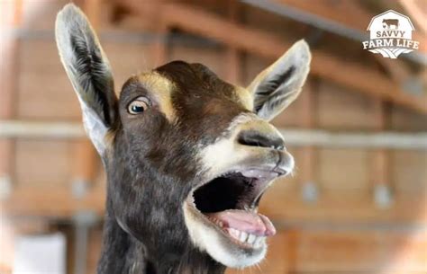 Why Do Goats Scream Goat Behavior Guide Savvy Farm Life