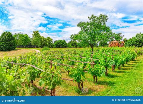 Vineyards In The French Countryside On A Sunny Day Stock Image Image