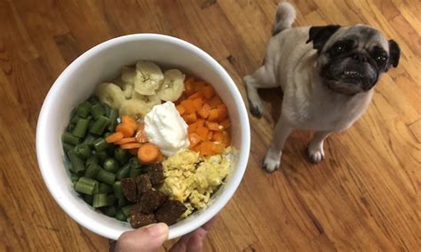 The rising number of homemade doggy diets reflects a general trend that vets have pointed out in academic papers for years: Homemade Dog Food: What Boogie Ate