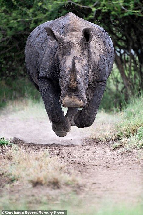 Rhino Saw Us Terrifying Moment Rhinoceros Charges Straight At A