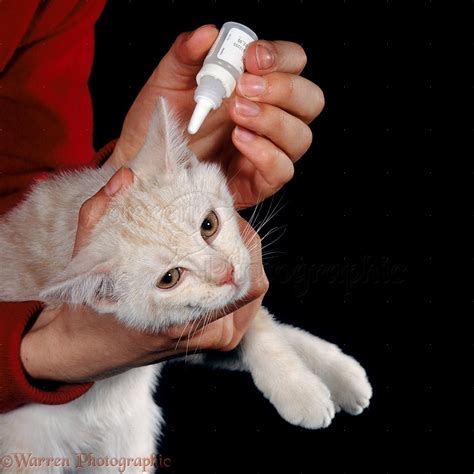 Giving Ear Drops To A Kitten Photo Wp15776