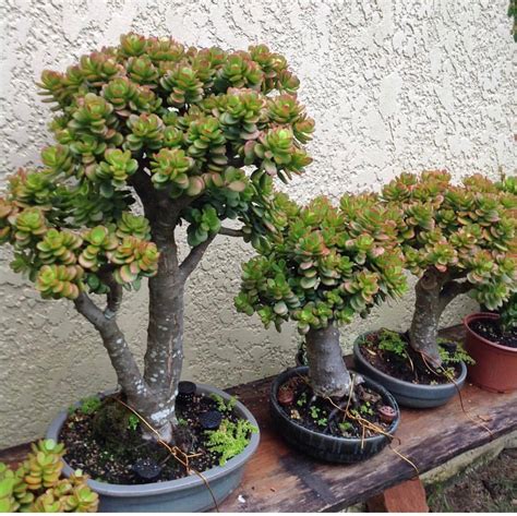 Pin By Er On Crassula Ovata Bonsai Garden Jade Plants Plants
