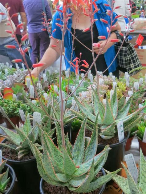 To grow cacti and succulents together, just make sure you avoid watering a newly grown cactus or succulent plant immediately. Aloe 'Peppermint' | World of Succulents