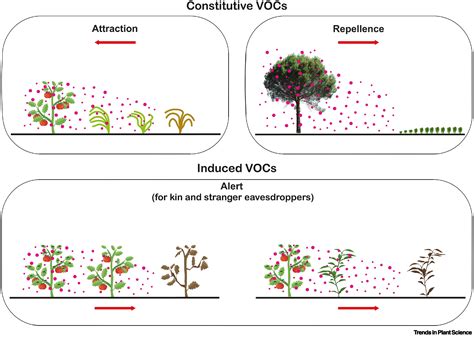 How Do Plants Sense Volatiles Sent By Other Plants Trends In Plant