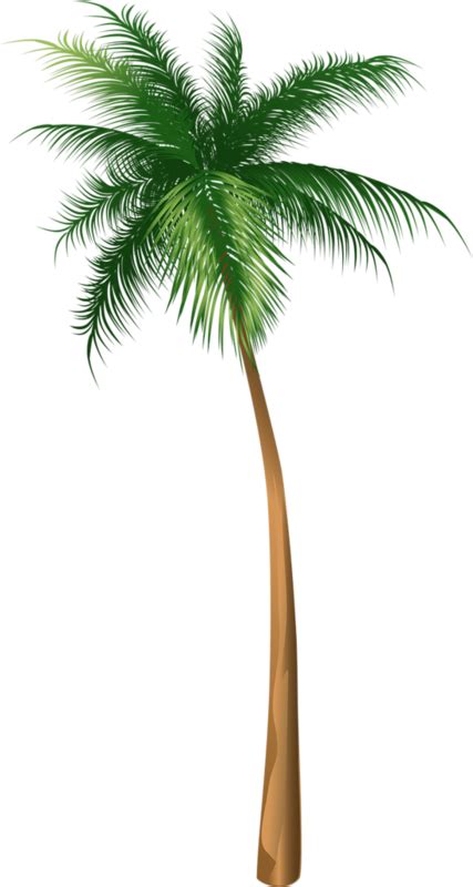 Download Arecaceae Coconut Tree Illustration Hq Image Free Png Clipart
