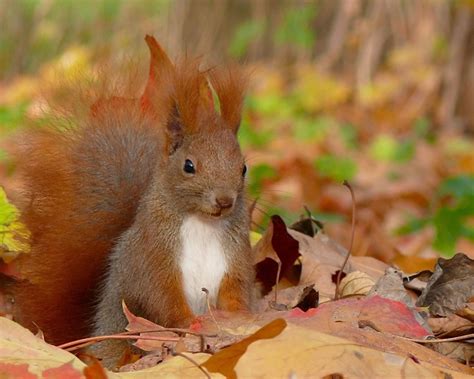 Cute Funny Hungry Squirrels Say Fall Is Here 60 Pics