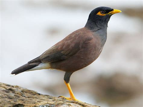 Study On Myna Birds In Bahrain Discussed At Agu