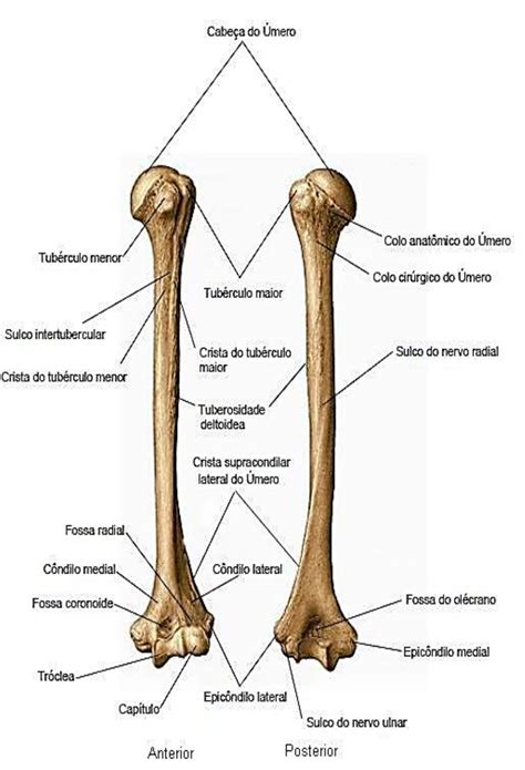 Anatomia Dos Ossos