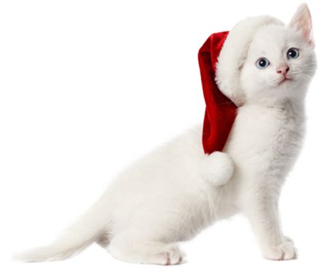 Cat Christmas Png Image Png Mart