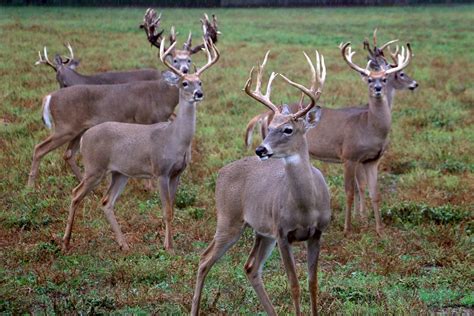 Cwd Deer Disease Could Devastate Deer Population Hunting Industry