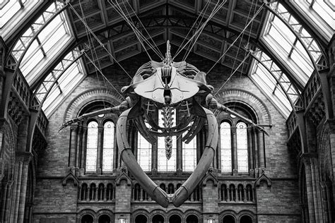 Natural History Museum In London Black And White Photograph By Chun Ju