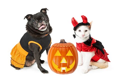 Pet Costume Inspiration For Halloween