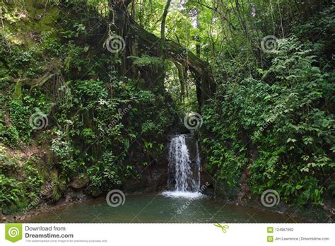 Costa Rican Warefall And Pool In Rainforest Stock Photo Image Of Rain