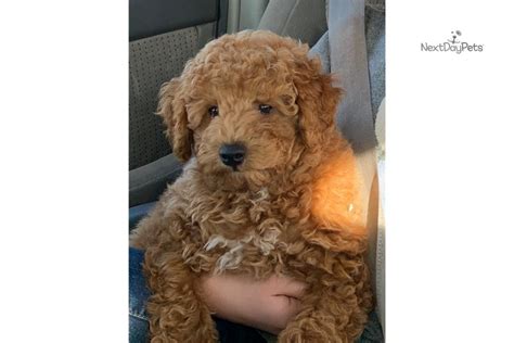 The breeders listed below are tried and true, and come highly recommended by the owners of. Mini Pups: Goldendoodle puppy for sale near Fort Collins ...