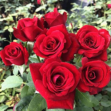 Red Rose Seeds 100（rosa Rugosa Thunb）easy Grow Rose Flower Fresh