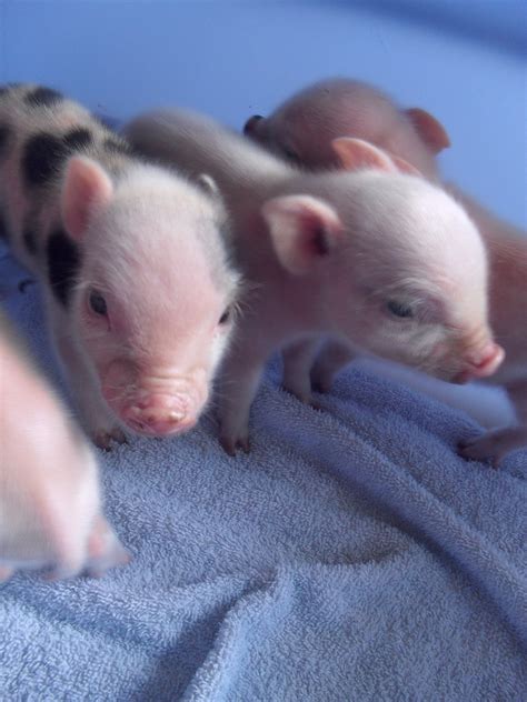 Puny Porkers Micro Mini Pigs New Litter