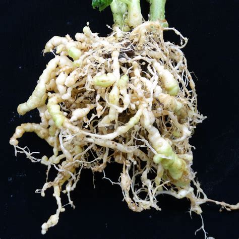 Tomato Solanum Lycopersicum Root Knot Nematodes Flickr