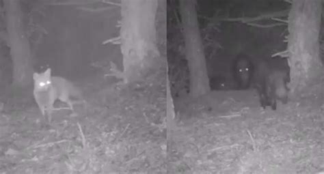 Video Viral Cámara Oculta Instalada En El Bosque Captó Inusuales