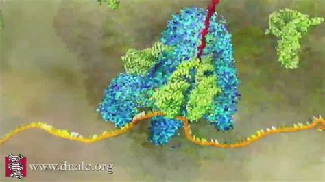 The entire process is called gene expression. mRNA Translation (Advanced) - YouTube