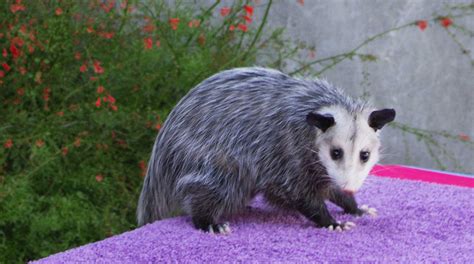 Virginia Opossums Once In A Wild