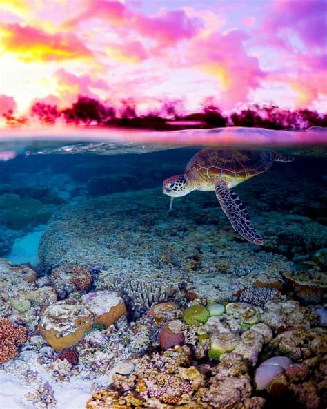 Sea Turtle Over Under Wildlife Photography Beach Photos Types Of