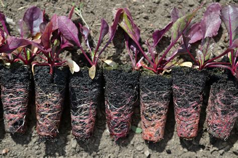 Growing Beets From Seed Saras Kitchen Garden
