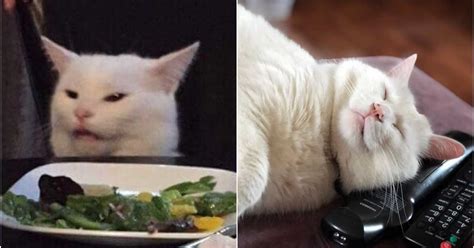 Sad White Cat Meme Is Way More Canadian Than You Think