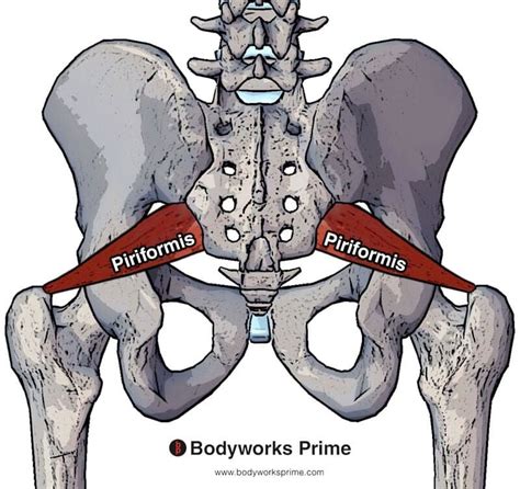 Piriformis Muscle Anatomy Bodyworks Prime