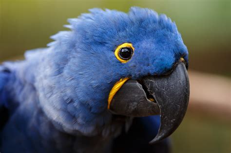 Blue Macaw Wallpapers Wallpaper Cave