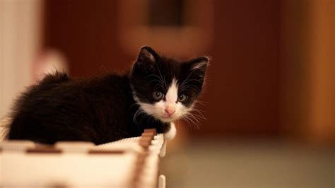 Cute Black And White Kittens Wallpapers Wallpaper Cave