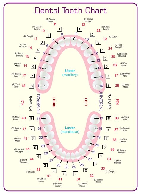 Best Images Of Tooth Chart Printable Full Sheet Dental Chart Teeth Numbers Meridian Tooth