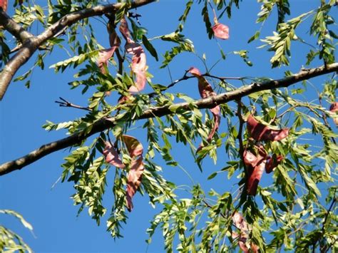 High resolution 3d illustration isolated on white. Honey locust tree fruits Free stock photos in JPEG (.jpg ...