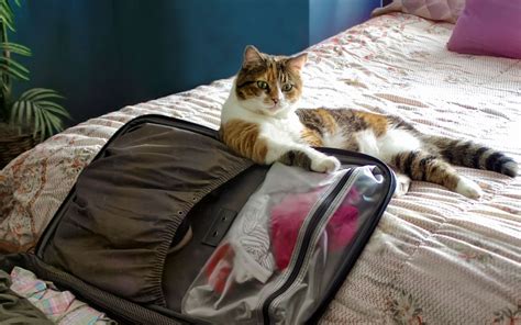 Tips For Traveling With A Cat Plus Adorable Kitty Pics Travel Leisure