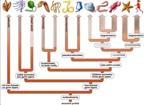 Bio 102 Suscc Mcvay Evolutionary Tree Of Animals Diagram Quizlet
