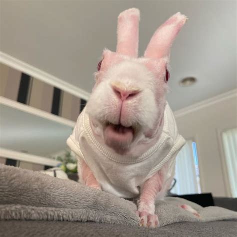Mr Bigglesworth The Hairless Bunny Was Rescued From Euthanasia Now