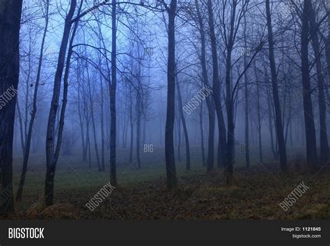 Blue Foggy Woods Image And Photo Free Trial Bigstock