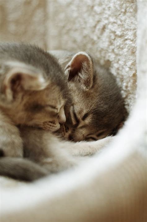 Goodnight By Seman Valraris Sweet Dreams Beautiful Friends ♥ Cats